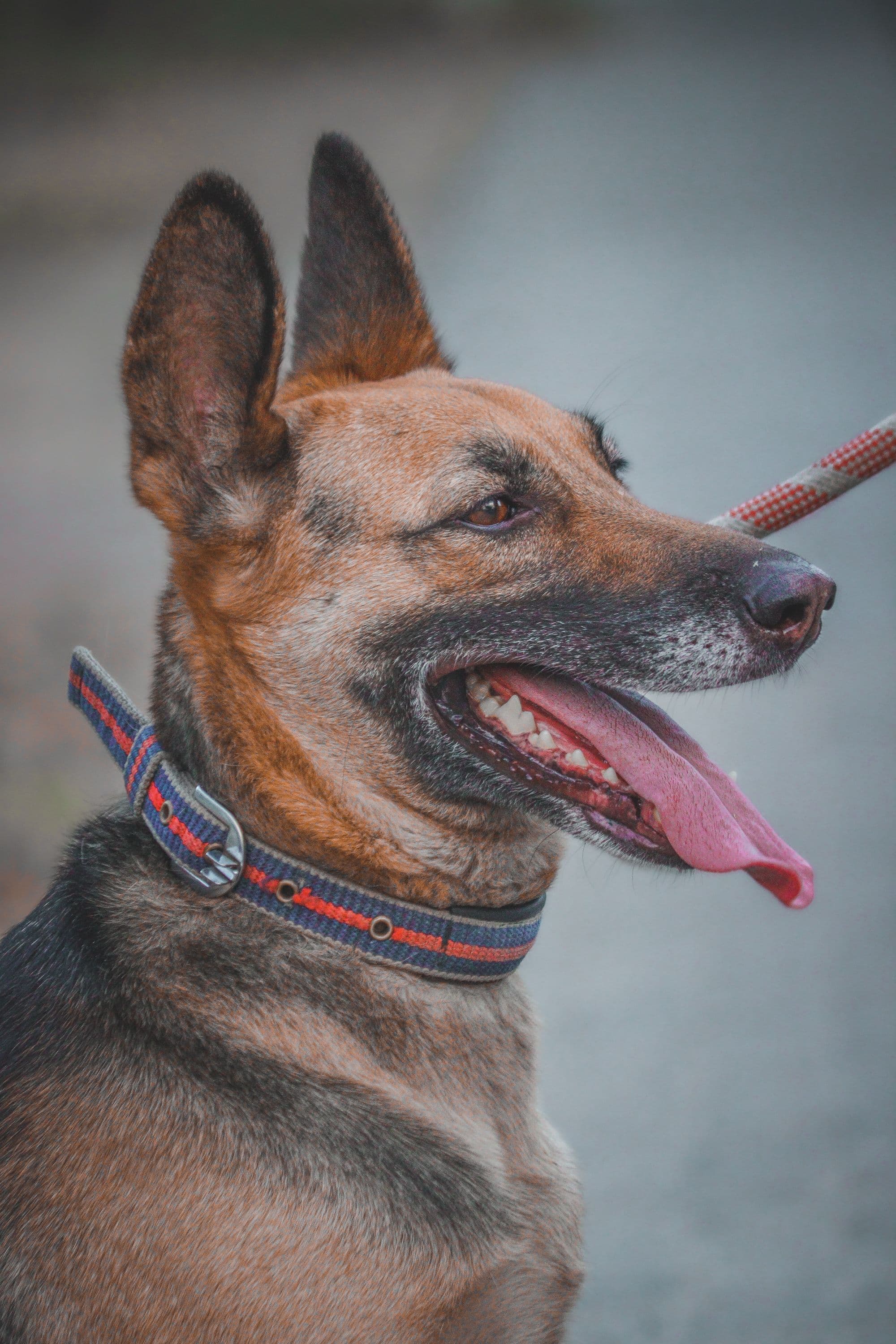 Kestrel, Sable German Shepherd female