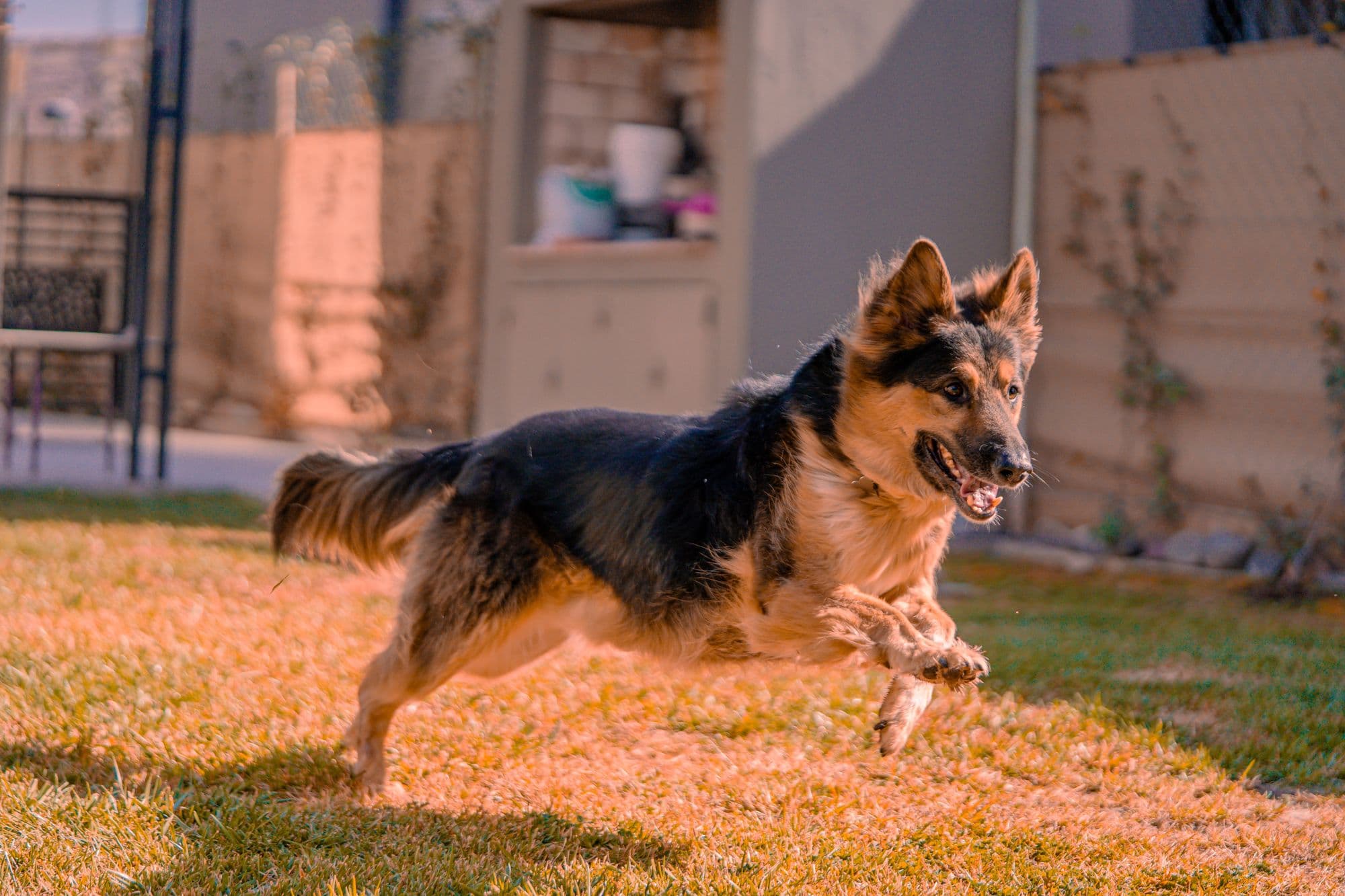 German Shepherds from Larkspur Hollow Shepherds